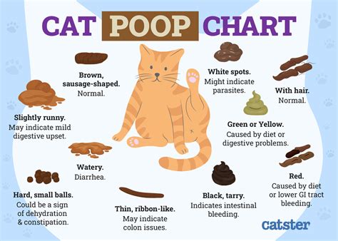 cat is leaking poop|Why Is My Cat Leaking Poop